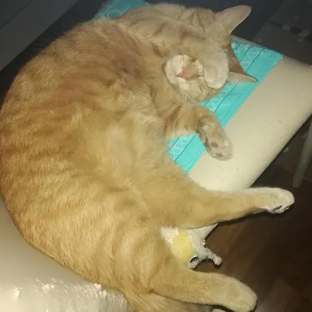 Chez Elisabeth 3* Padova