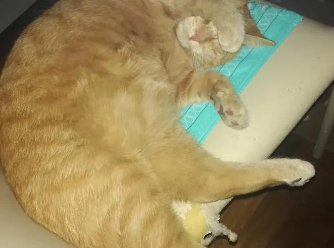 Chez Elisabeth 3* بادوفا